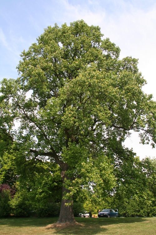 LIRIODENDRON TULIPIFERA ALBERETTO