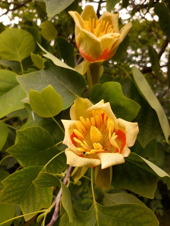 LIRIODENDRON TULIPIFERA ALBERETTO