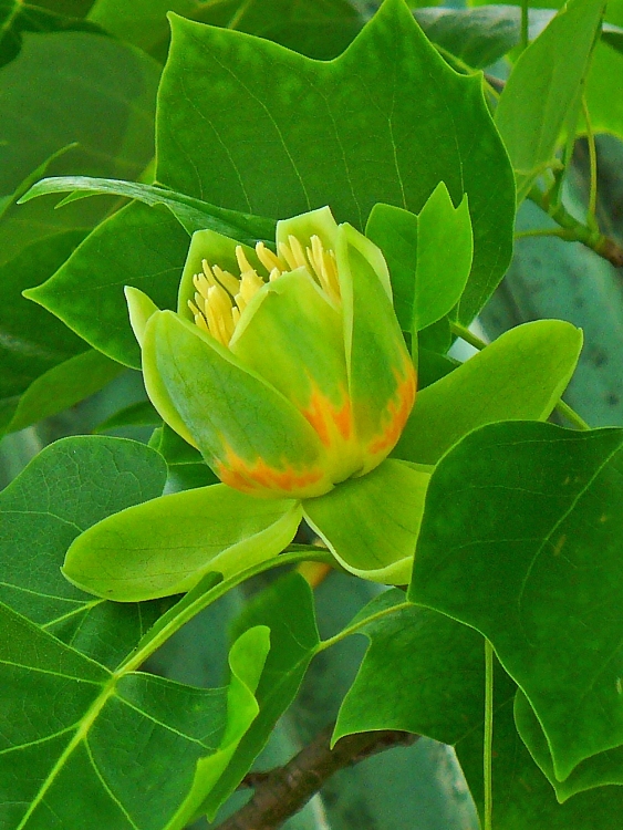 LIRIODENDRON TULIPIFERA ALBERETTO