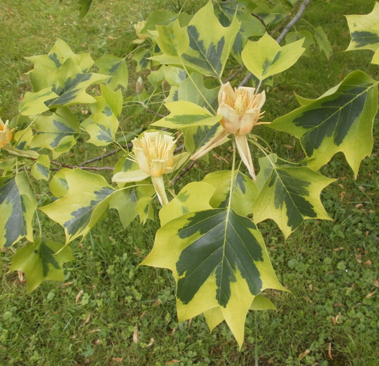 LIRIODENDRON TULIPIFERA VARIEGATO