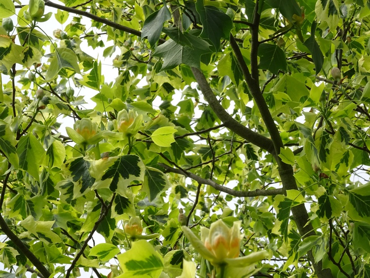 LIRIODENDRON TULIPIFERA VARIEGATO