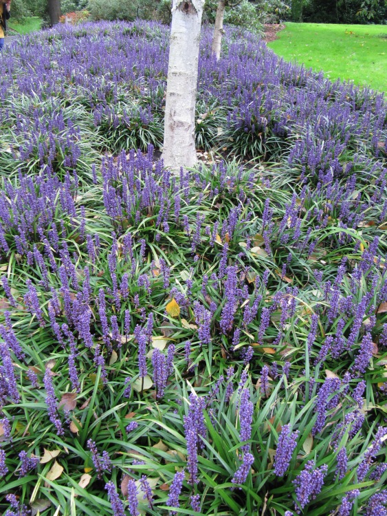 LIRIOPE MUSCARI INGWERSEN