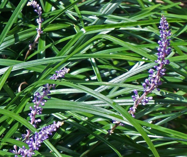 LIRIOPE MUSCARI INGWERSEN