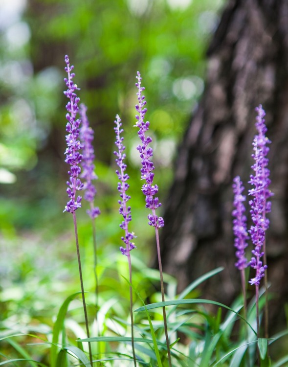 LIRIOPE MUSCARI MAJESTIC