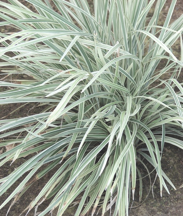 LIRIOPE SPICATA SILVER DRAGON