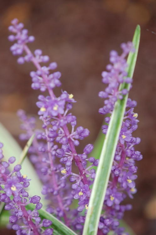 LIRIOPE SPICATA SILVER DRAGON