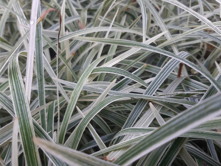 LIRIOPE SPICATA SILVER DRAGON