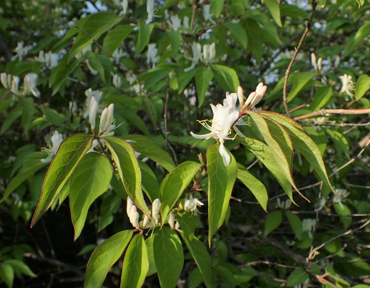 LONICERA FRAGRANTISSIMA