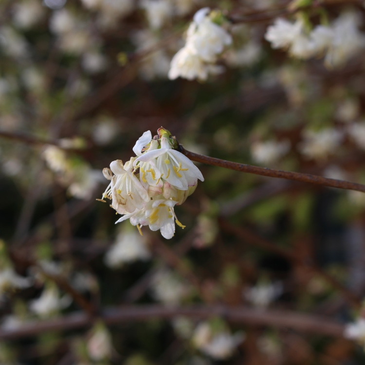 LONICERA FRAGRANTISSIMA