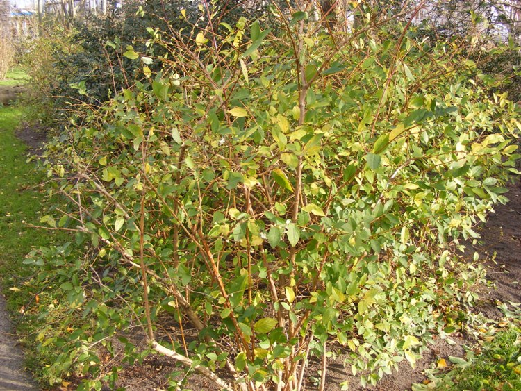 LONICERA FRAGRANTISSIMA