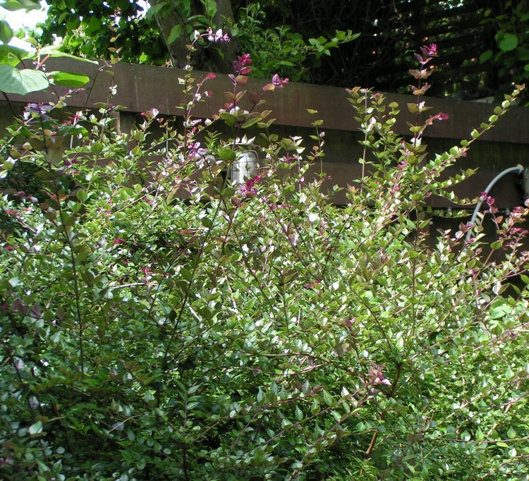 LONICERA NITIDA