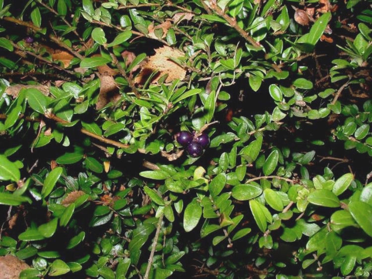 LONICERA NITIDA