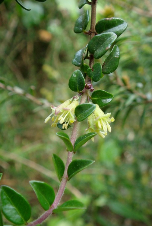 LONICERA NITIDA