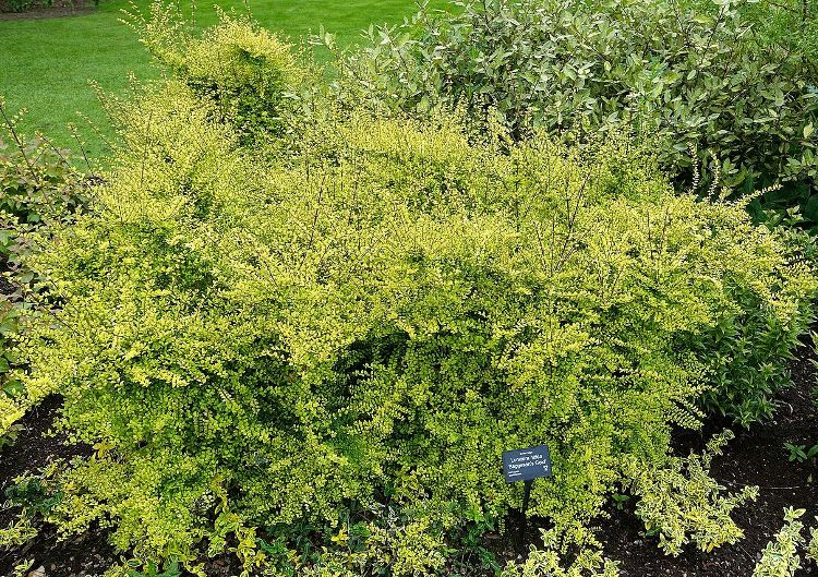 LONICERA NITIDA BAGGESEN'S GOLD