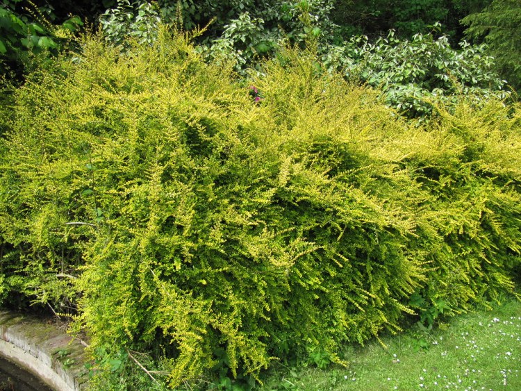 LONICERA NITIDA BAGGESEN'S GOLD