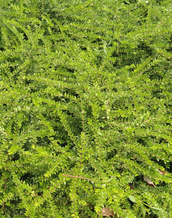 LONICERA NITIDA MAIGRUN