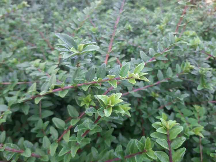 LONICERA NITIDA MAIGRUN