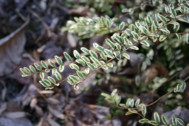 LONICERA PILEATA VARIEGATA