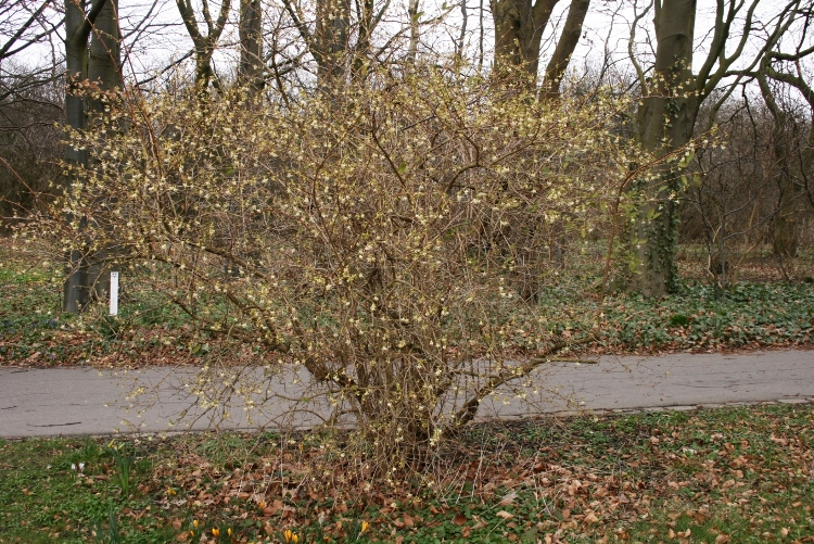 LONICERA X PURPUSII