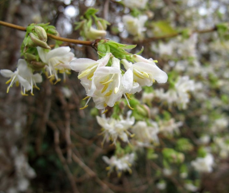 LONICERA X PURPUSII
