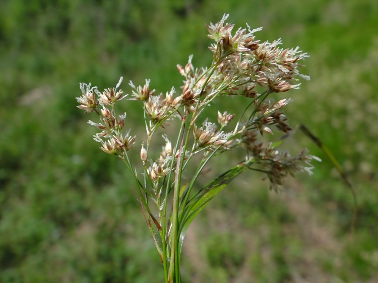 LUZULA SYLVATICA