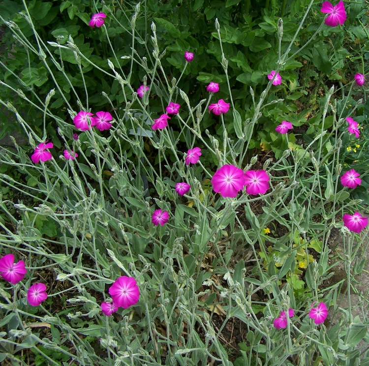 LYCHNIS CORONARIA