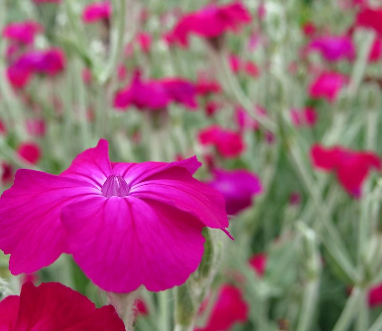 LYCHNIS CORONARIA