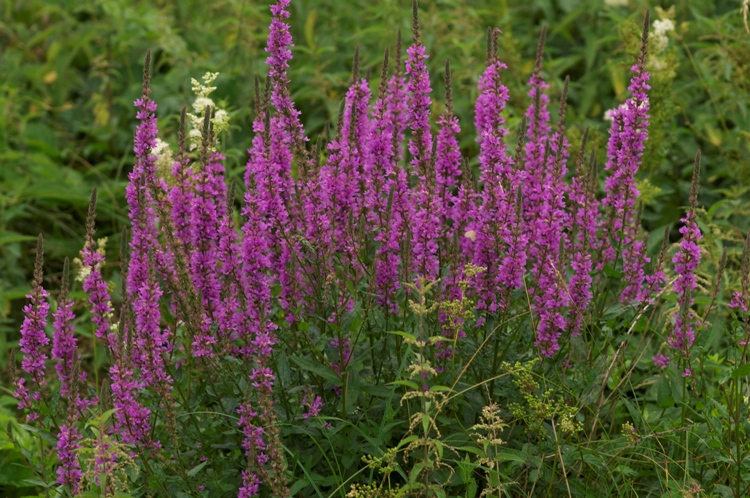 LYTHRUM SALICARIA