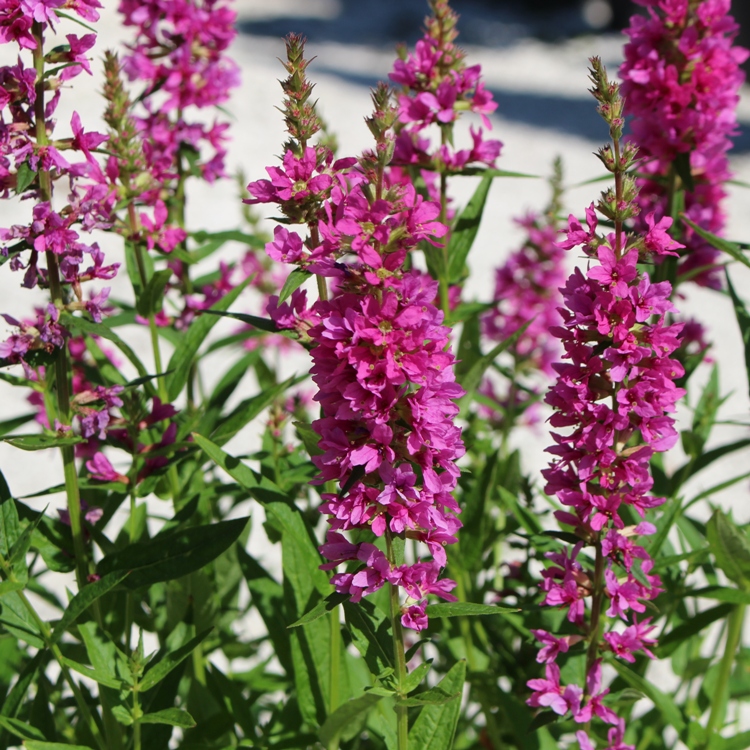 LYTHRUM SALICARIA