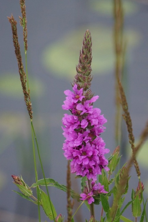 LYTHRUM SALICARIA
