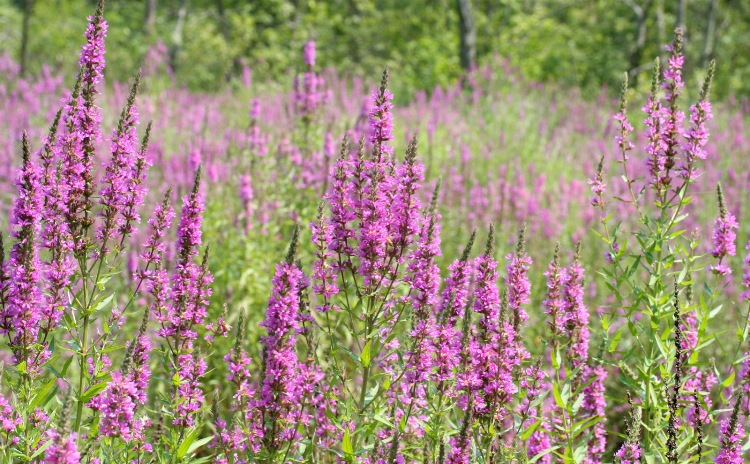 LYTHRUM VIRGATUM ROSE QUEEN