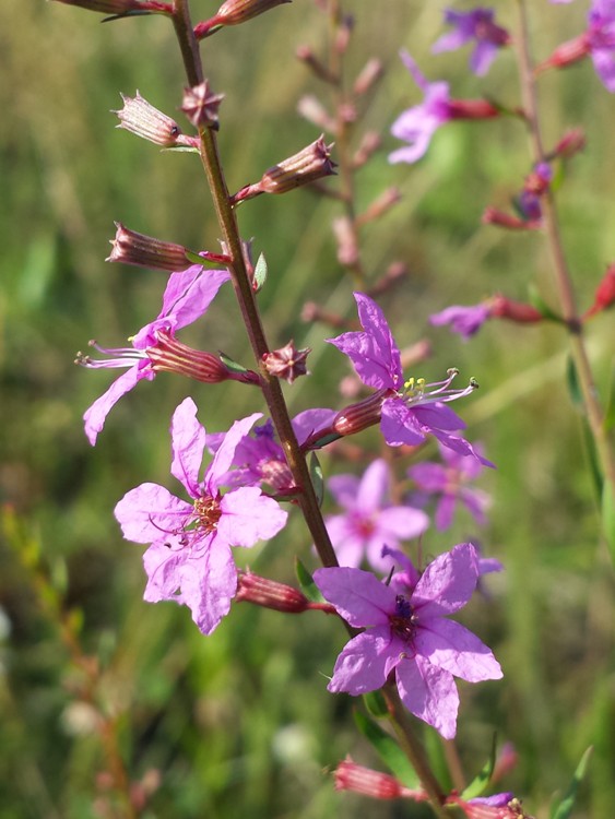 LYTHRUM VIRGATUM ROSE QUEEN