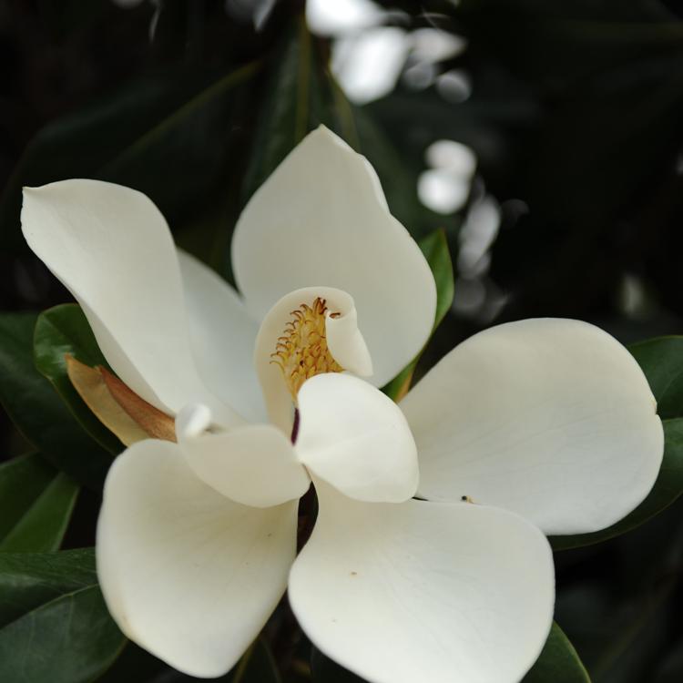 MAGNOLIA GRANDIFLORA GALLISIONENSIS