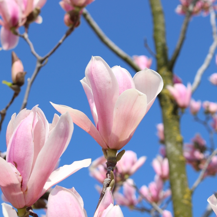 MAGNOLIA X SOULANGEANA