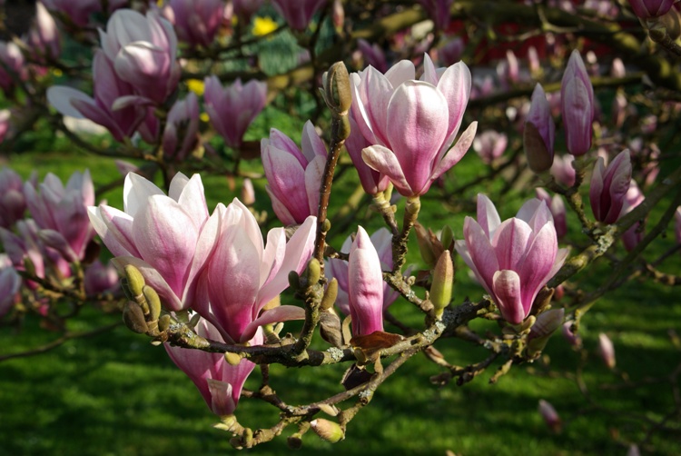 MAGNOLIA X SOULANGEANA STRICTA