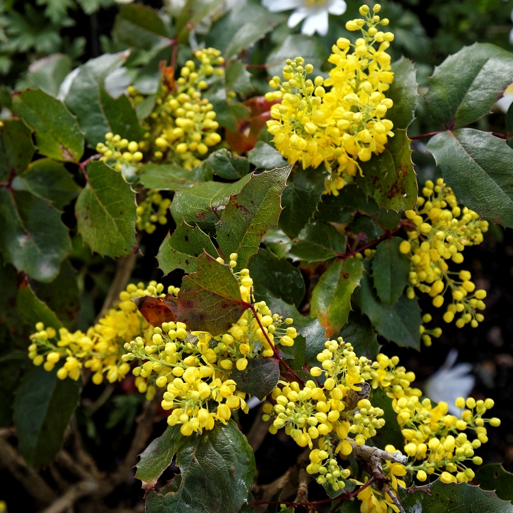 MAHONIA AQUIFOLIUM APOLLO