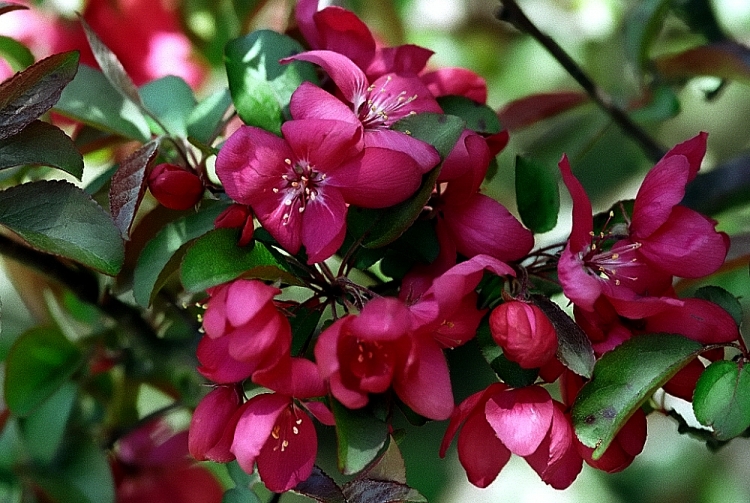 MALUS X MOERLANDSII PROFUSION