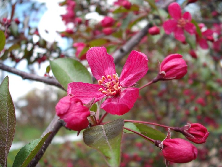 MALUS X MOERLANDSII PROFUSION