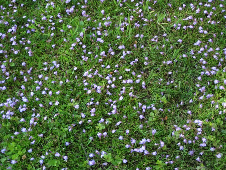 MAZUS REPTANS