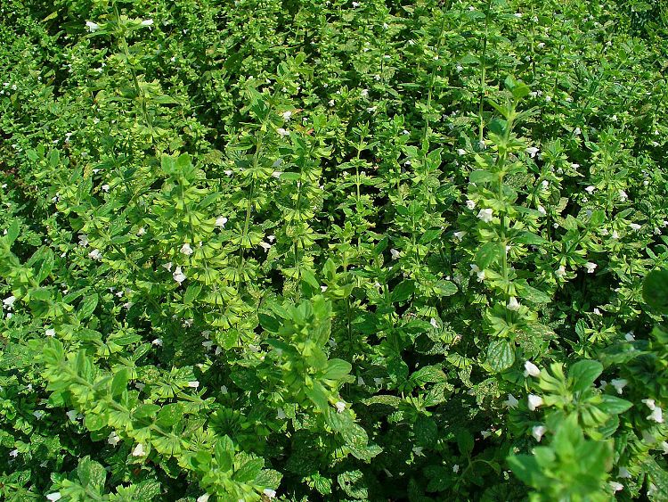 MELISSA (MELISSA OFFICINALIS)