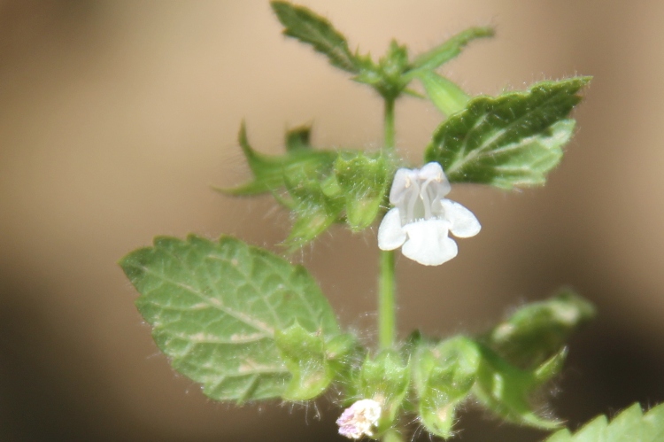 MELISSA (MELISSA OFFICINALIS)