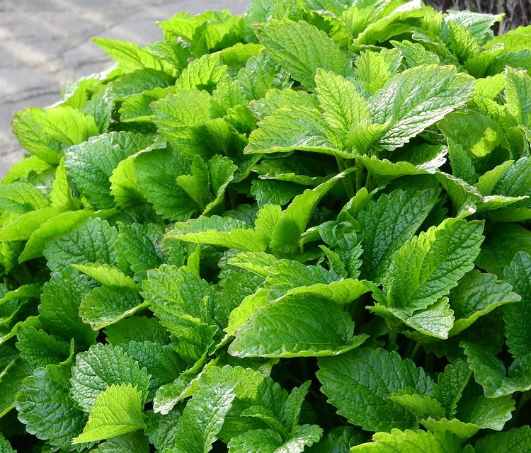 MELISSA (MELISSA OFFICINALIS)