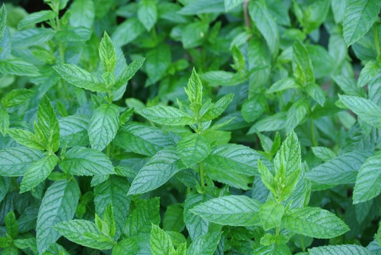 MENTA IN VARIETA'
