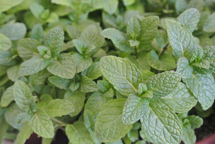 MENTA IN VARIETA'