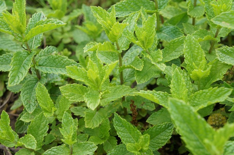 MENTA IN VARIETA'