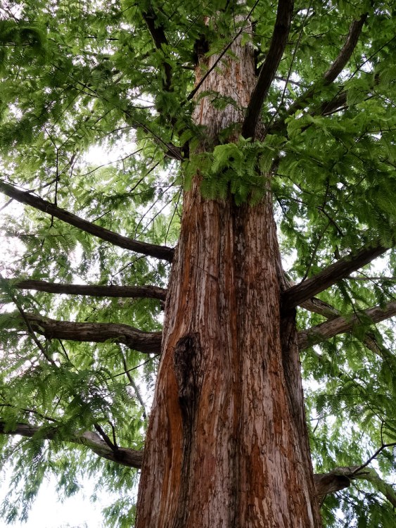 METASEQUOIA GLYPTOSTROBOIDES