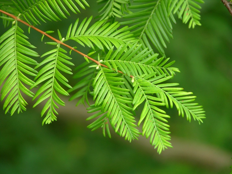 METASEQUOIA GLYPTOSTROBOIDES