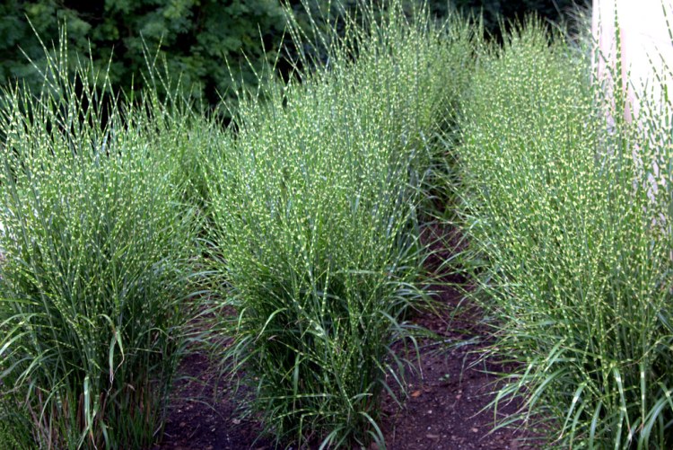 MISCANTHUS SINENSIS ZEBRINUS