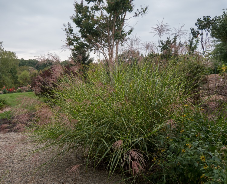 MISCANTHUS SINENSIS ZEBRINUS
