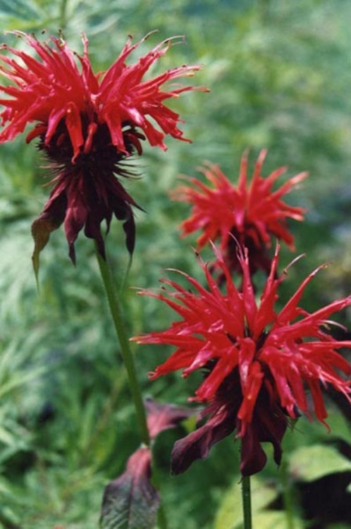 MONARDA HYBRIDA CAMBRIDGE SCARLET